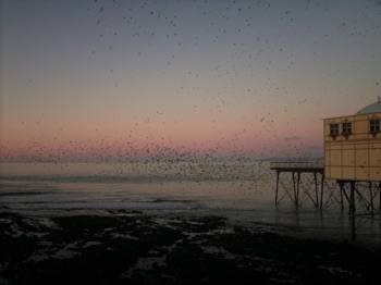 Starlings returning to 
Aberystwyth Pier